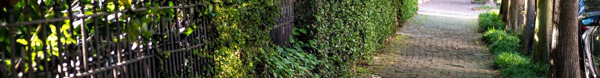 Carrollton LA Shutterstock 1412502011 Cropped